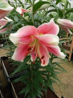 [4372 Okayama ST No202.JPG]